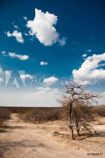 Picture of Botswana Africa